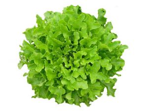 ALFACE MIMOSA ( UNIDADE)